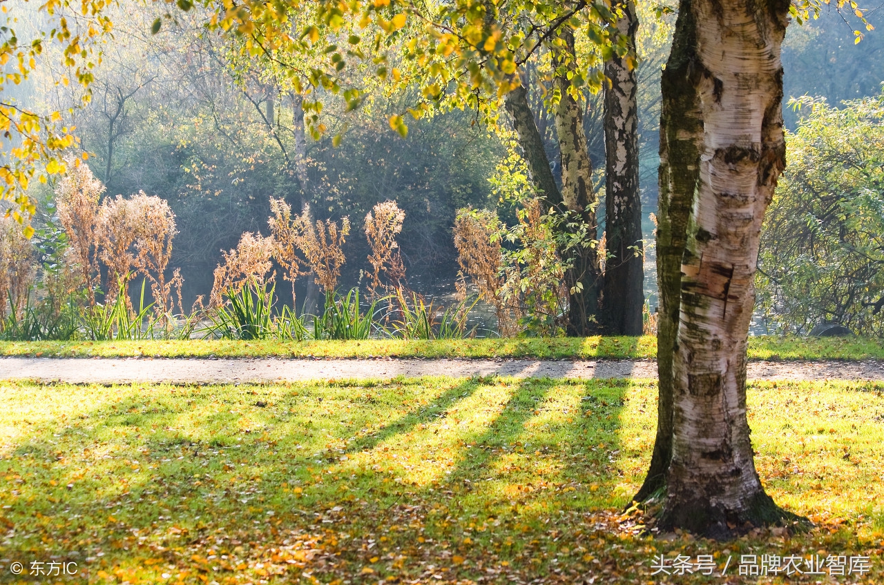 日本最可怕的农业模式,日本农业技术有多可怕