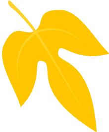 「优秀住院医师」孙晓彤：业精于勤，行成于思