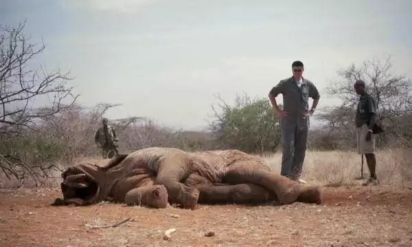 专栏｜用进化来躲避追杀！大象也学会“自救”了？