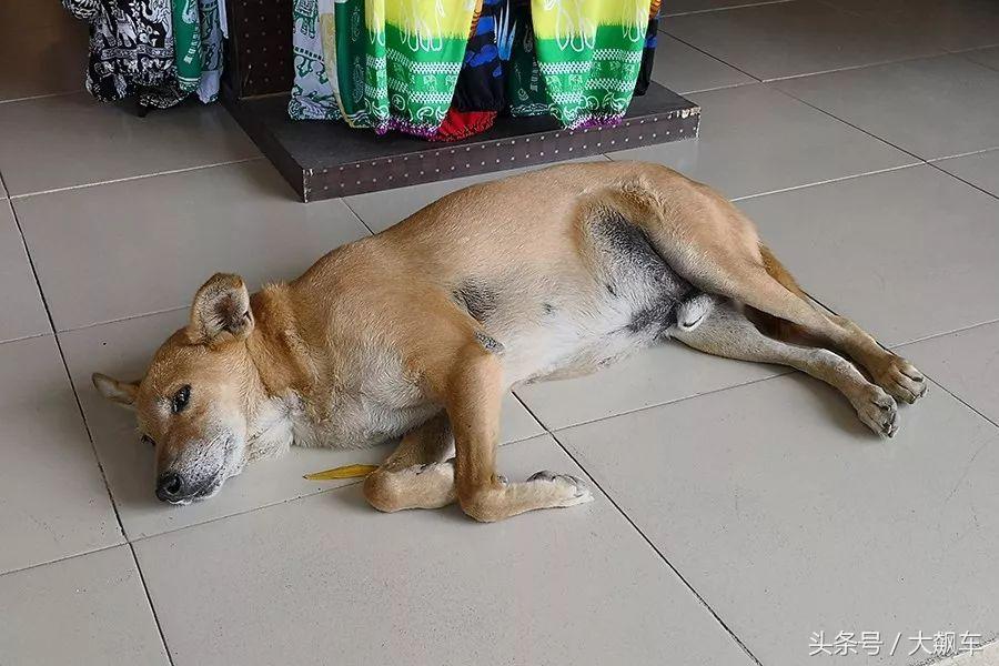 开学“B计划”之，印象斯里兰卡（一）！