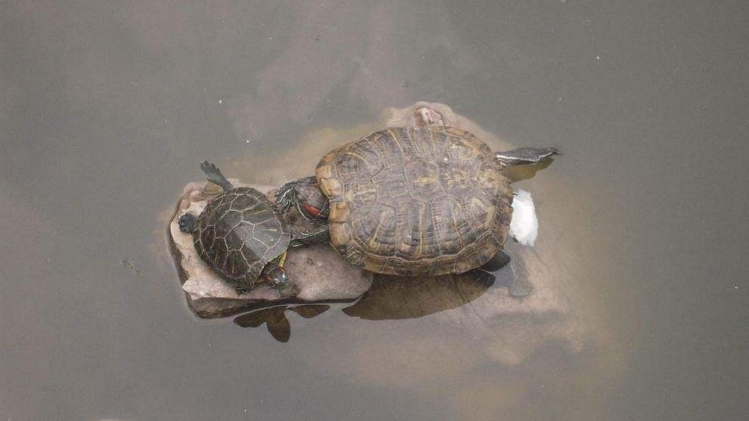 野钓乌龟有这4大技巧，哪种都能上几只，最后一种竟不用鱼竿鱼钩