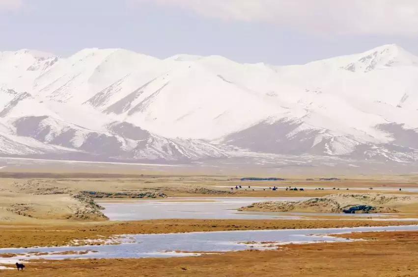 *疆新**，你除了牛羊还有什么？