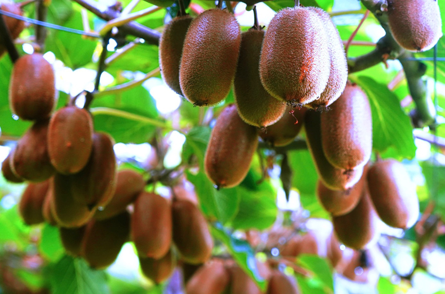 重庆市民国庆有口福了贵州息烽精品猕猴桃首次入渝