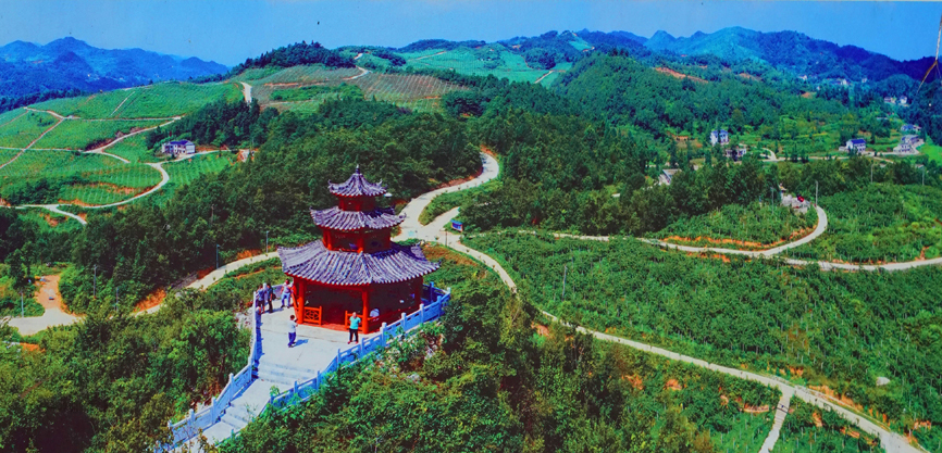 重庆市民国庆有口福了贵州息烽精品猕猴桃首次入渝