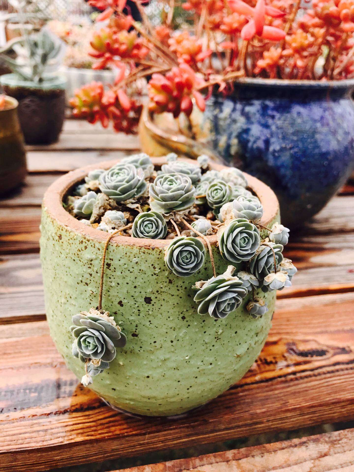 都是哪些人在玩和平精英,都是哪些人在玩金铲铲呀