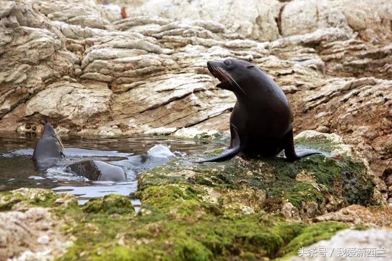 来新西兰以后才发现的变化,新西兰是不是最美丽的地方