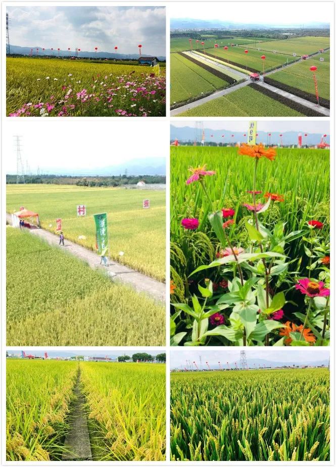 彩色米、年糕米、寿司米……291个品种亮相，稻米也可量身定制！