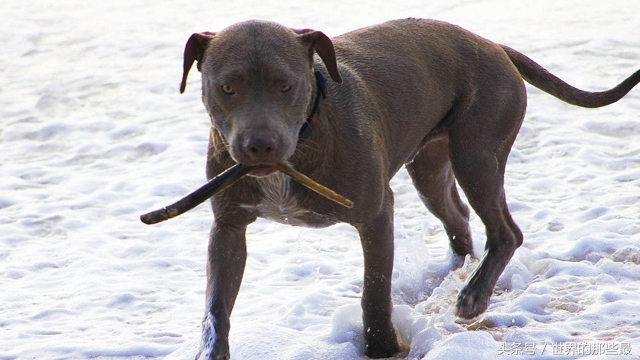 十大速度快又凶猛又忠诚的护卫犬,世界凶猛的十大护卫犬