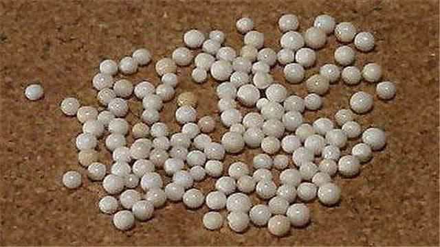 高僧圆寂后为何会出现舍利子,高僧圆寂后为何会有舍利子出现