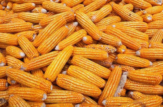 霉变的玉米用脱霉净行吗,霉变的玉米能不能给鸡吃