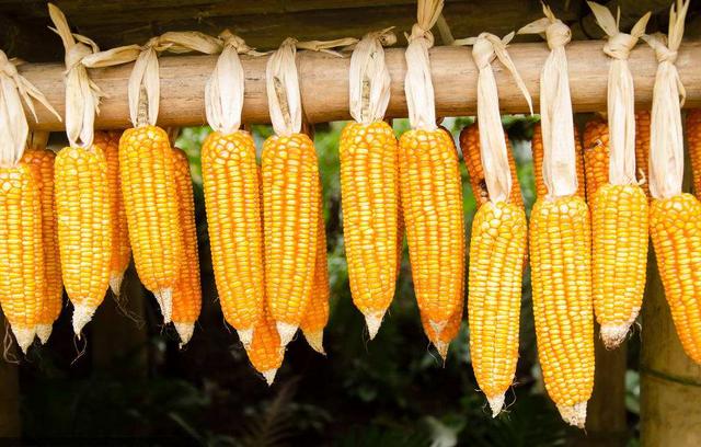 霉玉米喂猪有什么危害,刚下来的新玉米能喂猪吗
