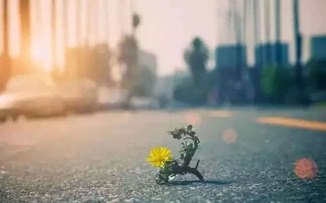 视写作为“缝补”,毕飞宇频频为她点赞