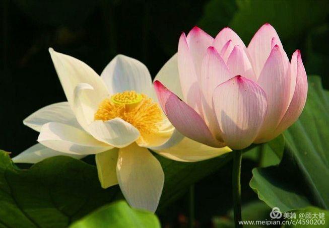 《白浪情丰收节、中秋节、国庆节休闲晚会》优秀作品选登