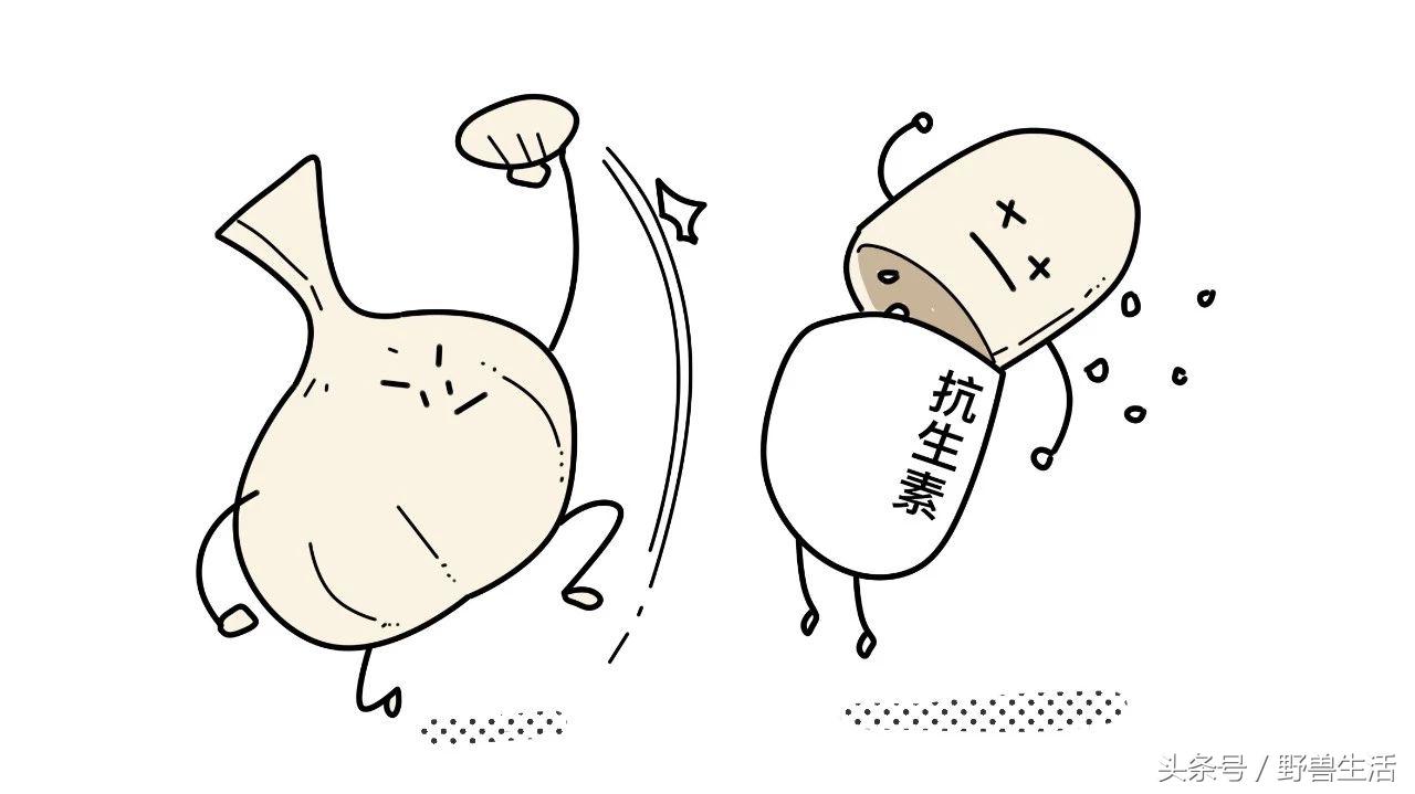 大蒜片一天吃多少最好,大蒜的保健吃法和注意点