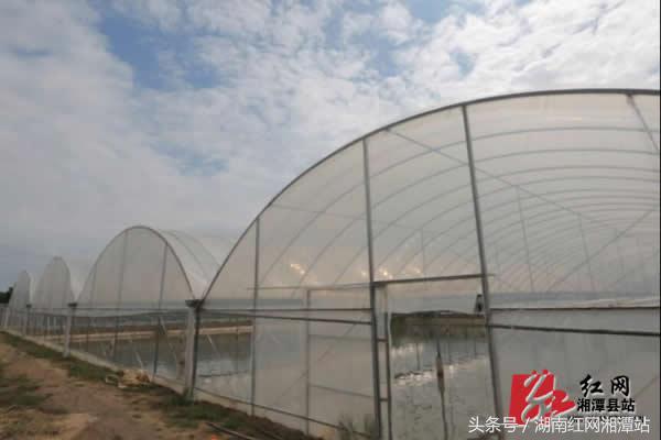 甲鱼湘潭县,湖南湘潭县甲鱼