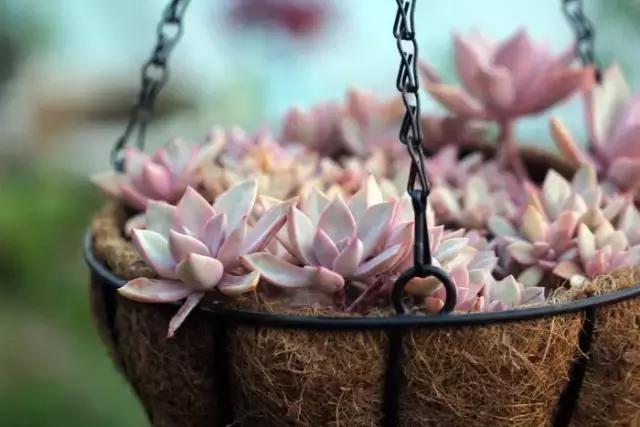 多肉煤烟病用多菌灵有用吗,多肉黑霉病喷多菌灵好用吗