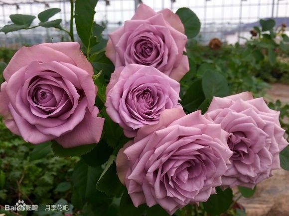 蓝紫色月季品种,39种紫藤品种