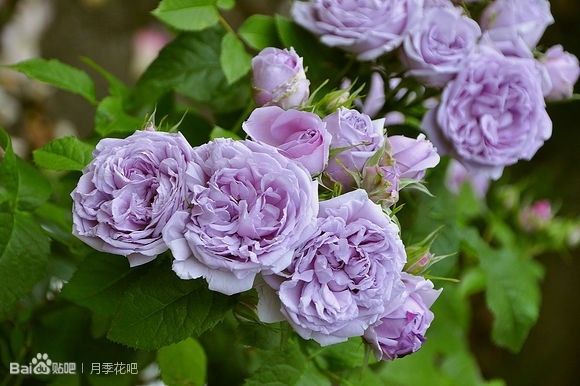蓝紫色月季品种,39种紫藤品种