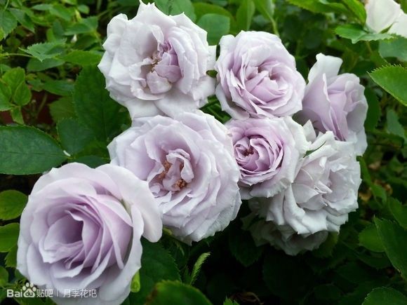 蓝紫色月季品种,39种紫藤品种