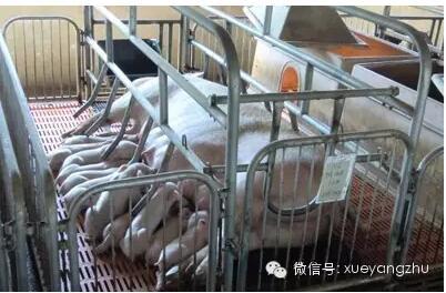 母猪的分娩与接产操作方案,母猪生产与分娩计划表