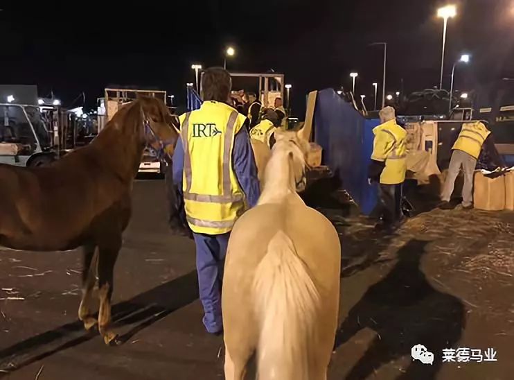 242匹新西兰优骏飞抵，莱德进口马数量与质量稳居全国同行第一！