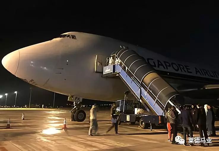 242匹新西兰优骏飞抵，莱德进口马数量与质量稳居全国同行第一！