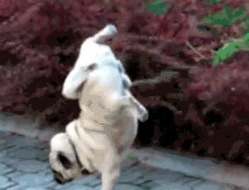 正常尿液颜色是什么颜色图解,如何观察自己的尿液颜色是正常的