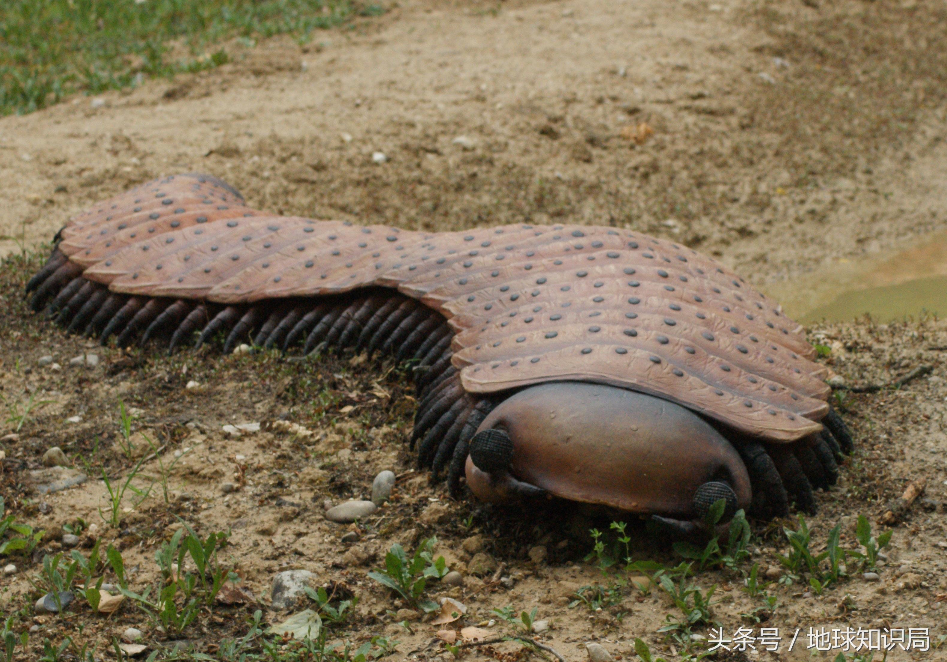 蜻蜓比盆大,蜘蛛脸上挂,远古巨虫要称霸——可以!地球知识局