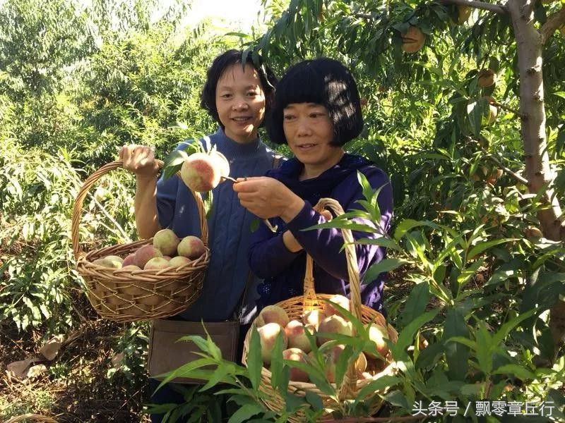 朱家峪附近采摘,章丘朱家峪摘油桃