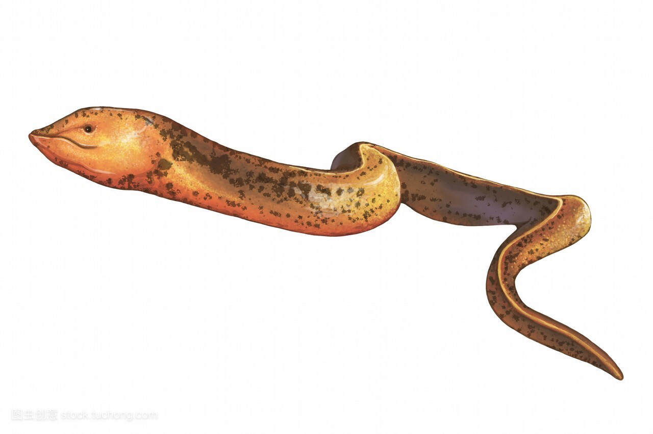 中药材鳝鱼,鳝鱼有药用价值吗