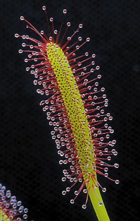 世界上长得最像外星植物的植物,植物界中神秘的植物