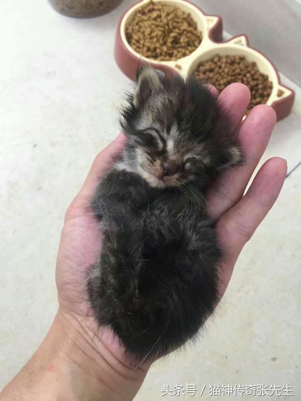 怎么人工喂小猫崽,如何人工喂猫