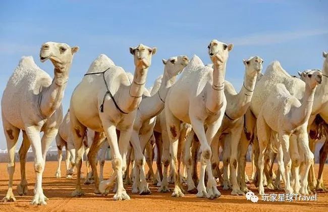 土豪城市，你只知道迪拜超级low了！阿布扎比了解一下
