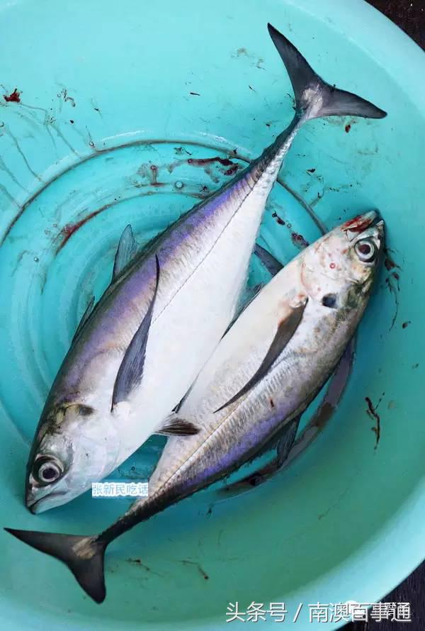 潮汕说的熟鱼和巴浪鱼有什么区别,巴浪鱼只有闽南粤东才有吗