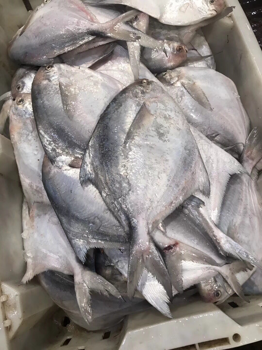 舟山旅游攻略买海鲜,舟山适合游客的海鲜市场