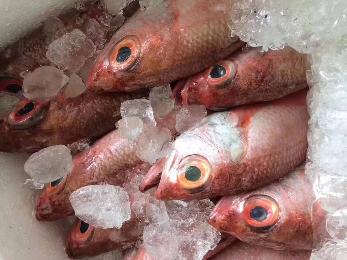 游客去舟山怎么买海鲜,舟山哪个岛买海鲜便宜实惠