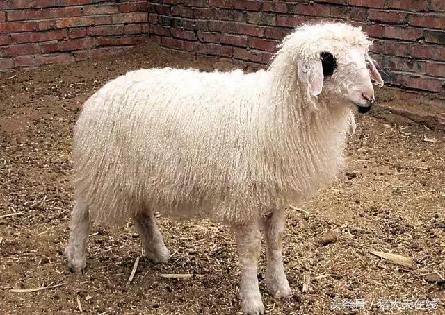 这么多羊看看你养的是哪一种?其他的你又认识几种?