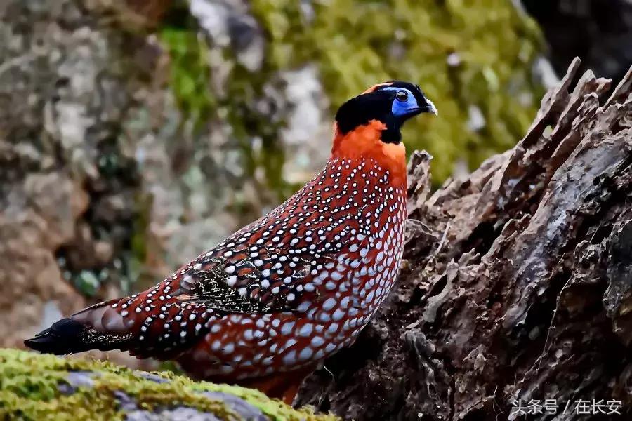 西安秦岭自驾一日游免费景点,西安出发一小时深藏秦岭山水秘境