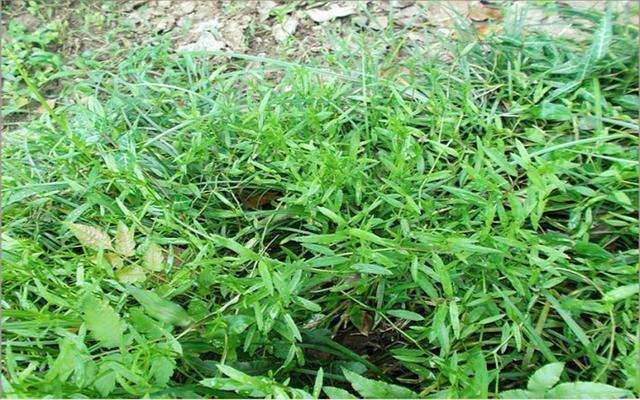 农村路边常见的一种野草,什么草可以治肝炎