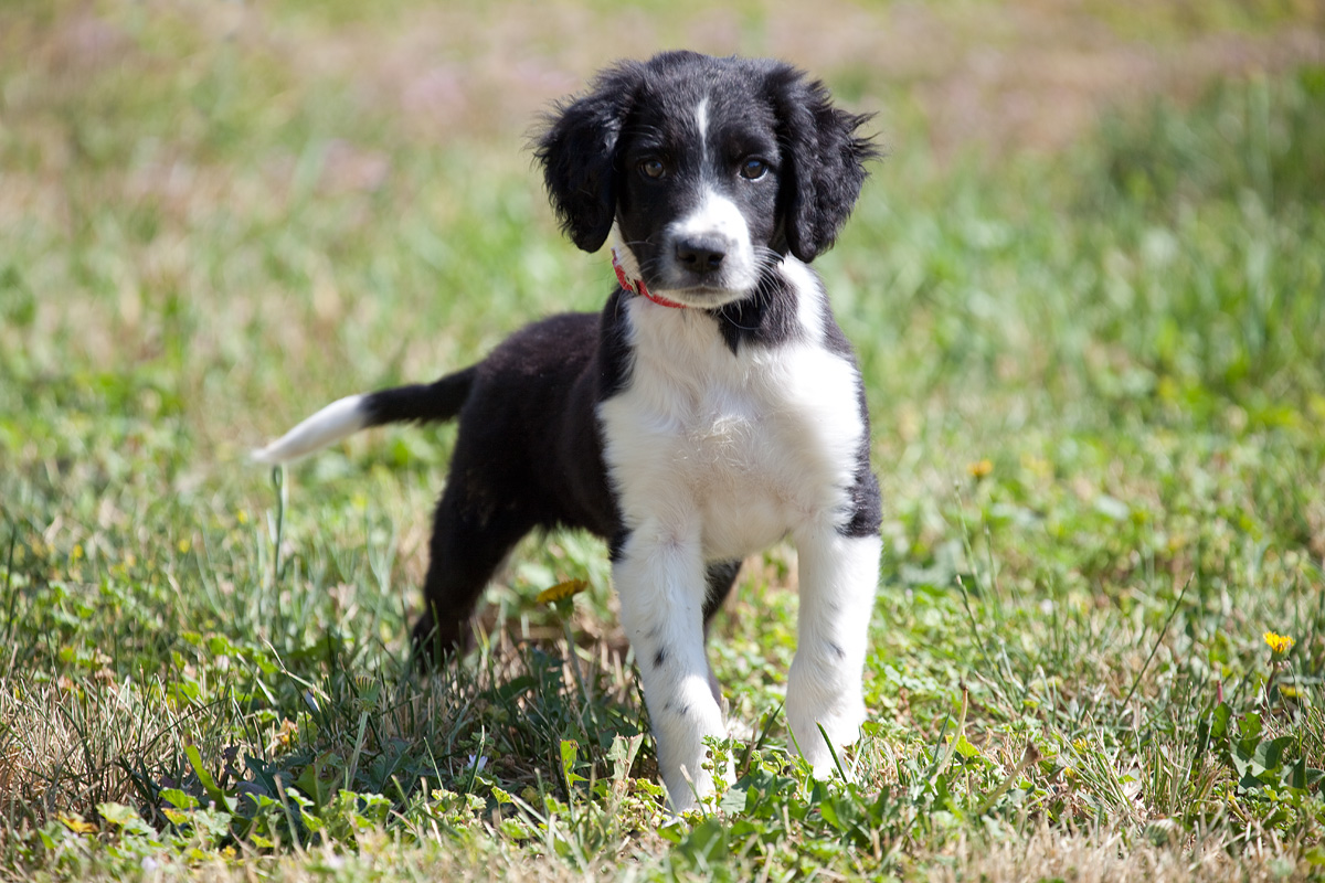 一只治愈了无数抑郁症患者的狗,最坚强的狗狗战胜癌症