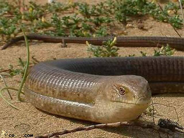 中药脆蛇别名叫什么,中药材脆蛇哪里有卖