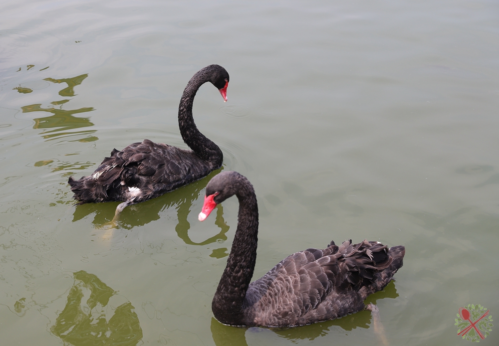 去广州长隆不住景区攻略,春节广州长隆不住园区怎么玩