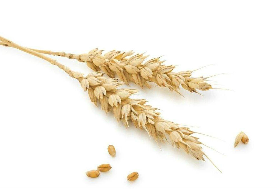 用麦子来钓鱼，效果不逊于“素饵之王”