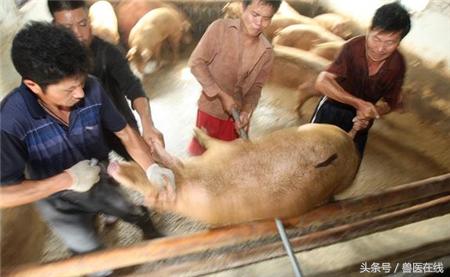 母猪产仔少是什么原因,猪产仔数少什么原因