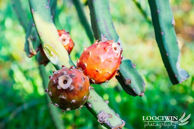 第一次采摘火龙果的体验,高明采摘火龙果