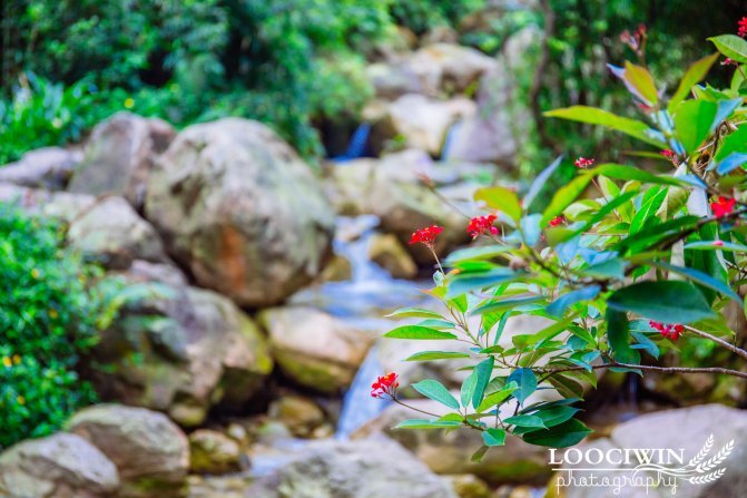 第一次采摘火龙果的体验,高明采摘火龙果