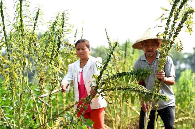 芝麻生长后期如何管理,芝麻增产最快的方法
