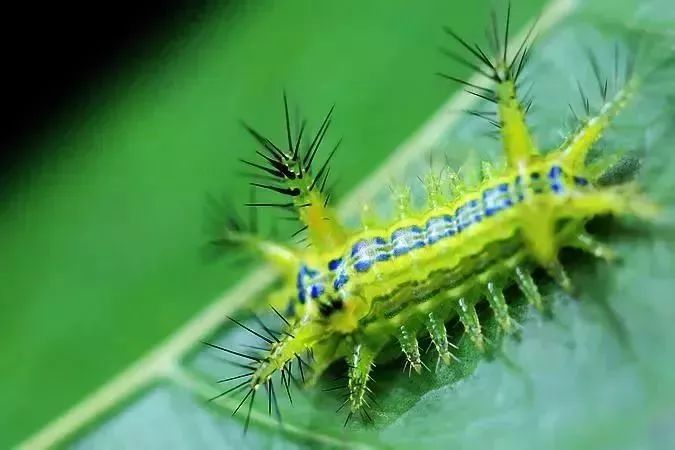 农村100元一斤的特产,农村30多元一斤的东西