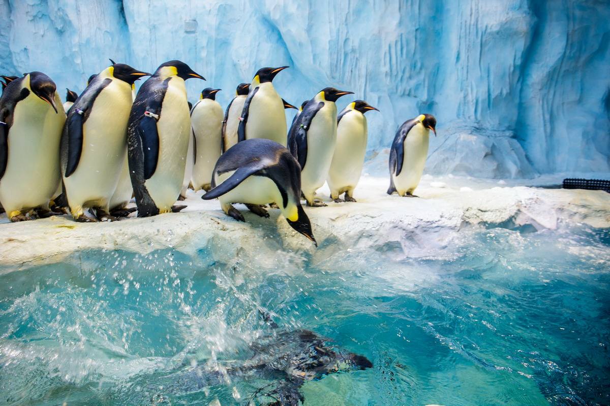 珠海长隆海洋王国企鹅馆北极熊馆,珠海长隆企鹅海洋王国攻略