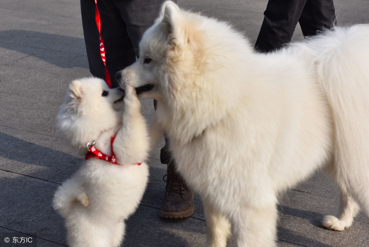 萨摩耶喂养的不良习惯知识,养萨摩耶注意事项和禁忌